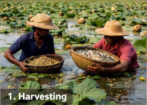Hand-harvesting Makhana in ponds